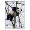 Suche nach babypanda postkarten Riesenpanda