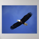 Suche nach weißkopfseeadler poster Freiheit
