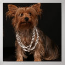 Suche nach lustige yorkshire terrier poster Yorkie