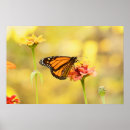 Suche nach monarch poster Insekt