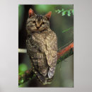 Suche nach katze und eule poster Eulen