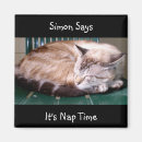 Recherche de temps de petit somme Chat