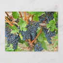 Recherche de raisin cartes postales Nourriture