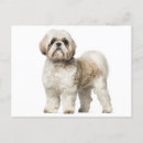Recherche de shitzu vœux cartes Shih tzu