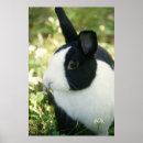 Recherche de néerlandais art Blanc