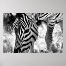 Recherche de tête zèbre posters Faune