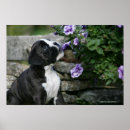 Recherche de montrez moi posters Chien