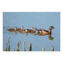 Suche nach baby enten poster Wasservögel