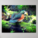 Suche nach wilde gans poster Tier