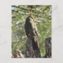 Recherche de cardinal cartes postales Femme