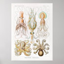 Suche nach tintenfisch poster Oktopus