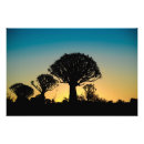 Recherche de quiver posters Keetmanshoop