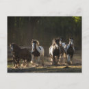 Recherche de gypsy cartes postales Chevaux