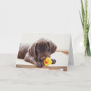 Suche nach kauen sie karten Hund