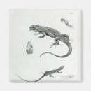 Recherche de iguane magnets Reptile