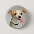 Recherche de chiwawa badges Canin
