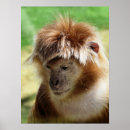 Recherche de singes mignons posters Toute personne
