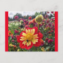 Recherche de dahlia rouge cartes postales Nature