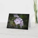 Suche nach phlox karten Natur