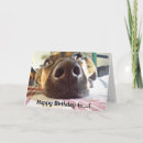 Suche nach ilove Hund