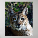 Suche nach luchs poster Niedlich
