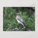 Suche nach zeder postkarten Vogel