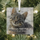Recherche de photo drôle de chat ornements Chaton