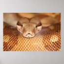 Suche nach roter schwanz poster Schlange