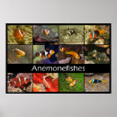 Suche nach clownfisch poster Nemo