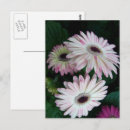Recherche de gerber cartes postales Rose