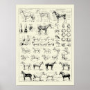 Recherche de anatomy posters Chart