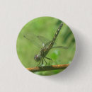 Recherche de libellules badges Insecte