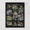 Recherche de lemur cartes postales Bébé