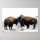 Suche nach bison poster Nature
