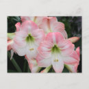 Suche nach rosa lilie postkarten Botanisch