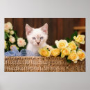 Suche nach katzenaugen poster Feline