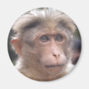 Suche nach lustige affen magnete Spaß