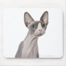 Recherche de chat sphynx tapis souris Photographie de chat