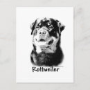 Suche nach rottweiler postkarten Hund