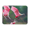 Recherche de spatule magnets Ie