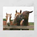 Recherche de cheval idiot cartes postales Chevaux