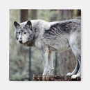 Recherche de loup gris magnets Photographie