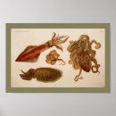 Recherche de seiches posters Céphalopode