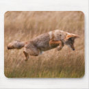 Suche nach werden sie kojote mousepads Usa