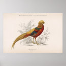 Recherche de faisan art Ornithologie