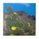 Recherche de tucson carreaux Cactus