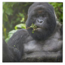 Suche nach wanderung fliesen Gorilla