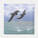 Suche nach delphin magnete Meer