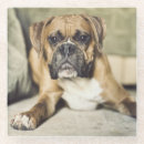 Recherche de boxeur photographie Animaux domestiques