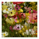 Recherche de anémone posters Floral
